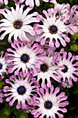 OSTEOSPERMUM SUNNY VICTORIA