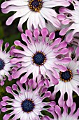 OSTEOSPERMUM SUNNY VICTORIA