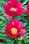 PAEONIA BLAZE