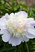 PAEONIA BOWL OF CREAM