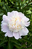 PAEONIA BOWL OF CREAM