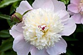 PAEONIA BOWL OF CREAM