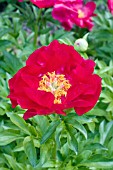 PAEONIA BRAVURA