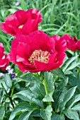 PAEONIA BURMA RUBY