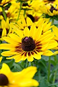 RUDBECKIA DENVER DAISY