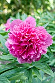 PAEONIA CHINA ROSE