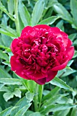 PAEONIA CHRISTMAS VELVET