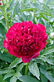 PAEONIA CHRISTMAS VELVET