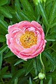 PAEONIA CORAL SUPREME