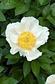 PAEONIA CREAM DELIGHT