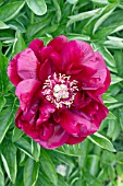 PAEONIA DANDY DAN