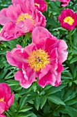 PAEONIA FLAME