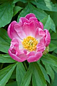 PAEONIA FRIENDSHIP