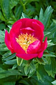PAEONIA GOLDEN GLOW