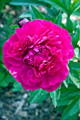 PAEONIA KANSAS