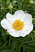 PAEONIA KRINKLED WHITE