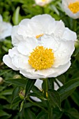 PAEONIA KRINKLED WHITE