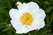 PAEONIA KRINKLED WHITE