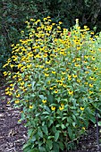 RUDBECKIA TRILOBA