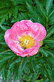 PAEONIA LAURA MAGNUSON