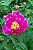 PAEONIA MINNEHAHA