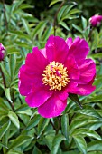 PAEONIA MINNEHAHA