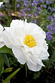 PAEONIA MISS AMERICA