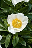 PAEONIA MOONRISE