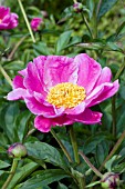 PAEONIA MR. THIM