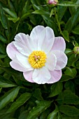 PAEONIA NELLIE