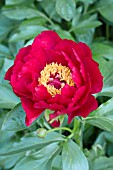 PAEONIA POSTILLION