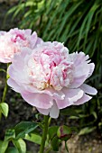 PAEONIA RASPBERRY SUNDAE