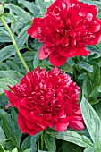 PAEONIA RED CHARM