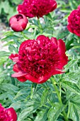 PAEONIA RED CHARM