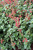 SALVIA COCCINEA SALLYNIA COMPACT RED