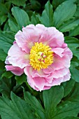 PAEONIA SALMON CHIFFON