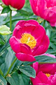 PAEONIA SCARLET OHARA