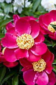 PAEONIA SCARLET OHARA