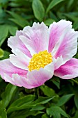 PAEONIA SUFFRUTICOSA TAIYO TREE PEONY