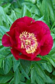 PAEONIA TANGO