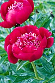 PAEONIA WALTER MAINS