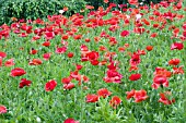 PAPAVER AMERICAN LEGION