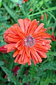 PAPAVER ORIENTALE CRIMSON POM POM