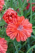 PAPAVER ORIENTALE CRIMSON POM POM