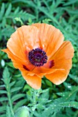 PAPAVER ORIENTALE WHIRLWIND