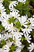 SCAEVOLA BOMBAY WHITE