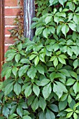 PARTHENOCISSUS QUINQUEFOLIA