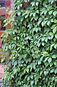 PARTHENOCISSUS QUINQUEFOLIA