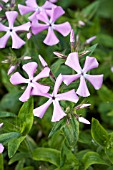 PHLOX PILOSA