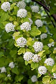 PHYSOCARPUS OPULIFOLIUS AUREA